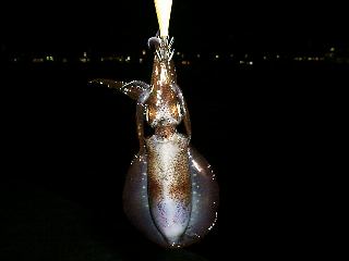 �A�I���C�J