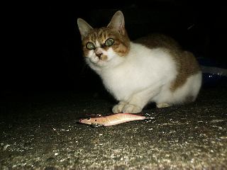 �`�l�R�����