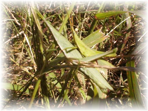 �I���u�o�b�^