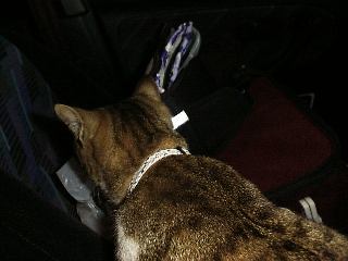 �ԓ��֐N��