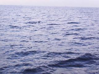 �t�H�g�M�������[�̃C���J�ւf�n�I