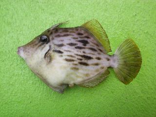 �{���J���n�M