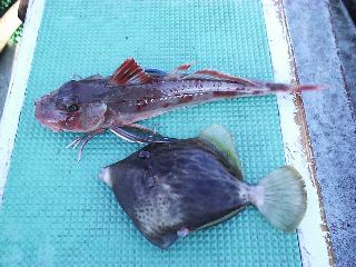 �J���n�M�ƃz�E�{�E