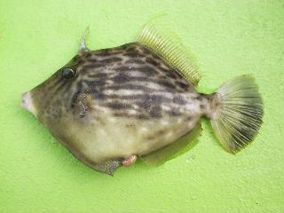 �J���n�M�P