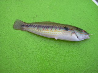 �L���E�Z��