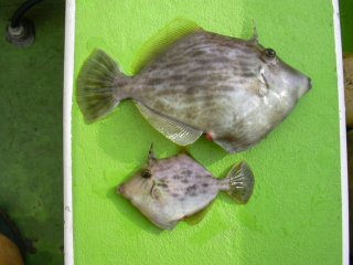 �e�q���H�H