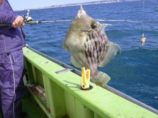 ����Ɩ{��