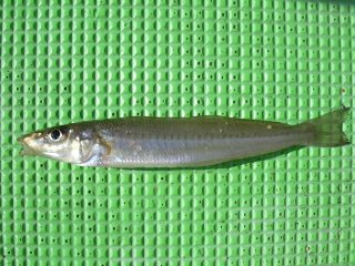 �{���H�H�L�X