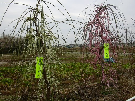 �v�w�V�_���H