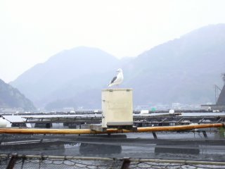 �C�P�X�̔Ԑl