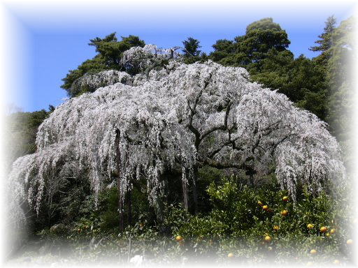 �����c�@�}����