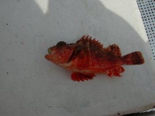 �I�j�J�T�S