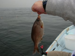 �E�~�^�i�S