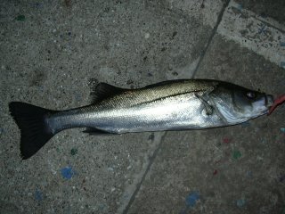 �t�@�[�X�g�q�b�g���L���b�`