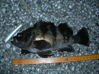 �o�`�p�^�[�����o��