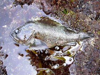 �����\�C