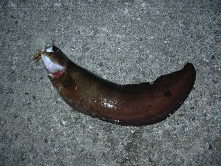 ����͉��ł��傤�H�H