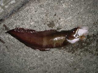 �C�����������E�E�E�B