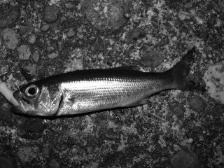 �����Ȃ�����E�E�E�B