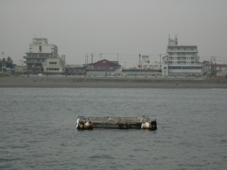 �T�U���r�[�`