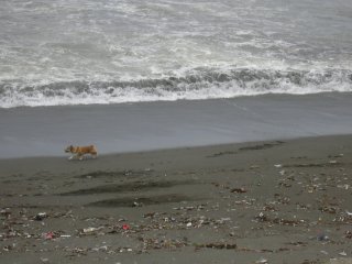 ����R�[�M�[