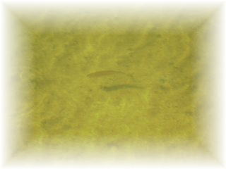 �V���M�X�V�j��