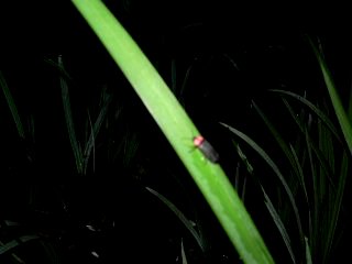 �Q���W�{�^��