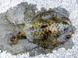 �A�I���C�J��