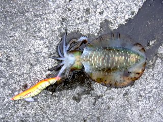 �A�I���C�J��