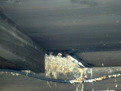 �c�o���̐e�q