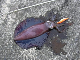 �A�I���C�J