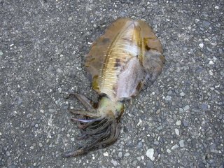 ���G���ɂ�