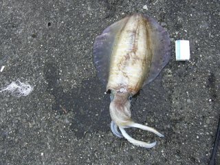 ���G���ɂ�