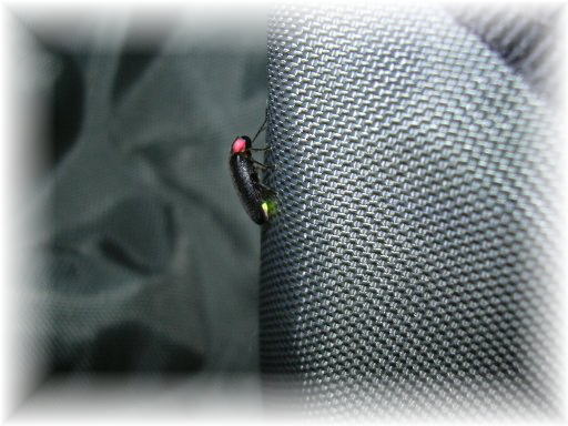 �w�C�P�{�^��������