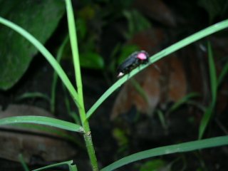 �w�C�P�{�^��