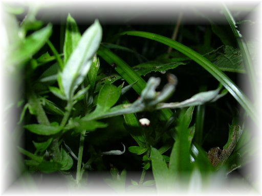 �w�C�P�{�^��������