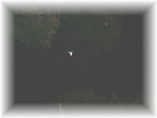 �w�C�P�{�^��