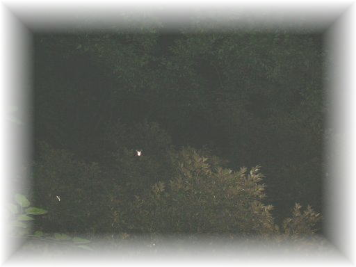 �w�C�P�{�^��