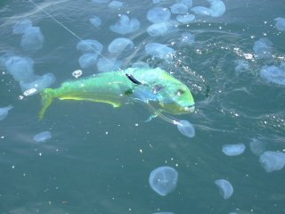 �N���Q�ƃV�C��