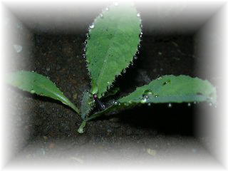 �w�C�P�{�^��