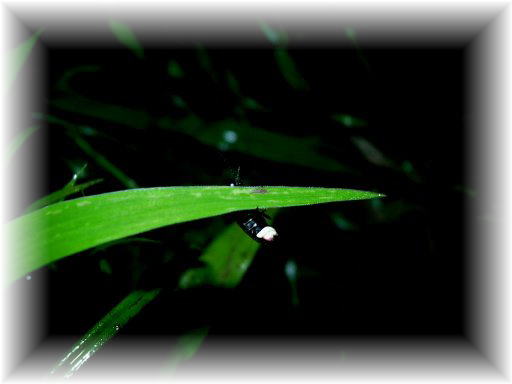 �w�C�P�{�^��