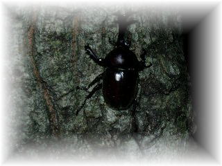 �J�u�g���V