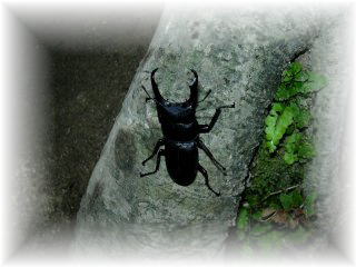 �R�N���K�^