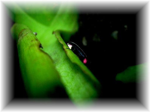 �w�C�P�{�^��