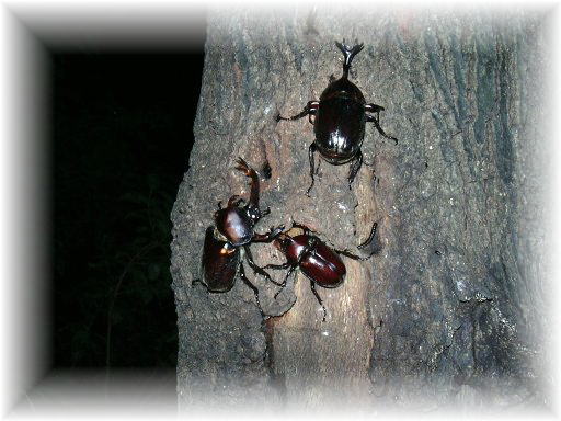 �J�u�g���V