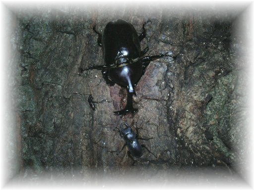 �J�u�g���V���R�N��