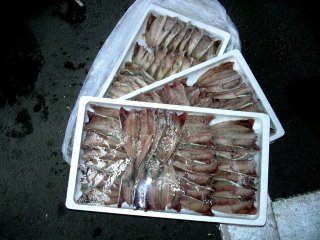 �A�W�̊J��