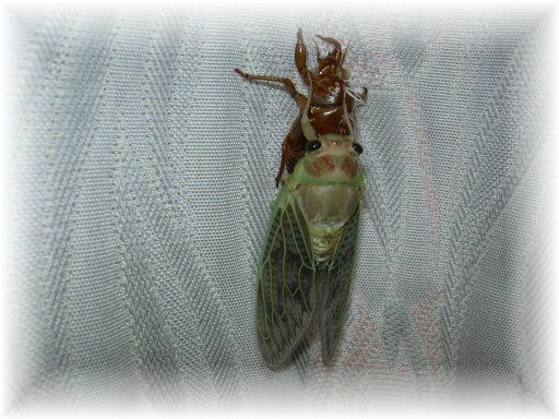 �A�u���[�~