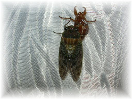 �A�u���[�~