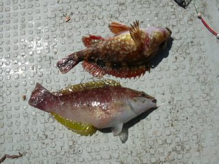 �J�T�S���T�T�m�n